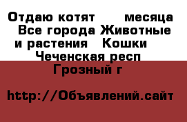 Отдаю котят. 1,5 месяца - Все города Животные и растения » Кошки   . Чеченская респ.,Грозный г.